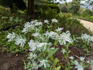 ハツユキソウが咲いています