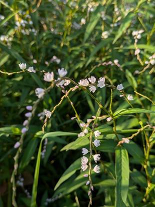 サクラタデが咲いています