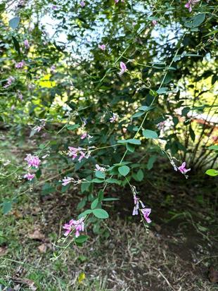 ハギが咲いています