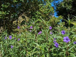 ルエリアが咲いています