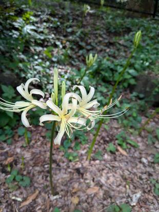 ヒガンバナが咲き始めました