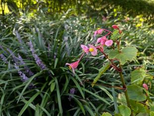 シュウカイドウが咲いています