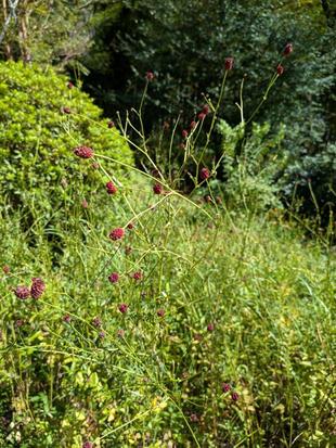 ワレモコウが見頃です