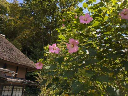 フヨウの花が咲いていますの写真