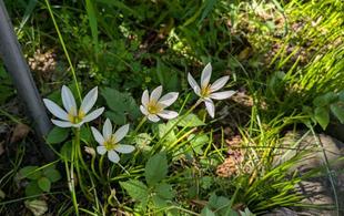 タマスダレが咲いています