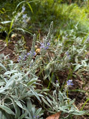 トウテイランが咲いています