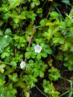 ゲンノショウコが咲いています