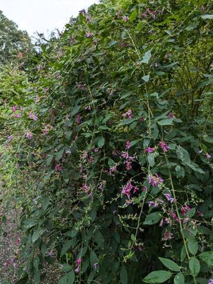 ポンプ小屋近くのハギが見頃です