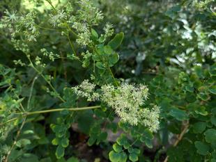 カラマツソウが咲いています