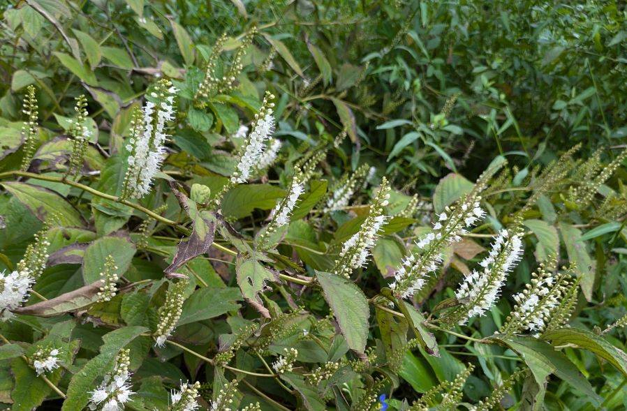 シモバシラが咲いていますの写真
