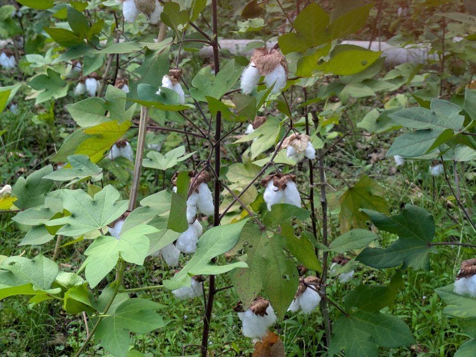 ワタの実がなっていますの写真