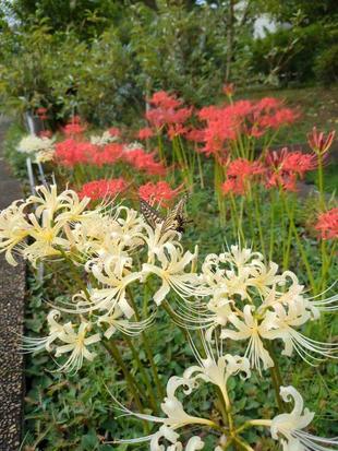 紅白の彼岸花が見頃です