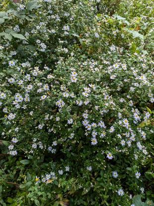 ヨメナが咲き始めています