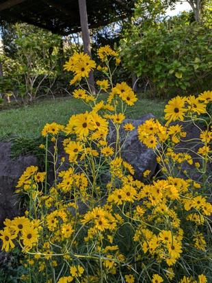 ヤナギバヒマワリが咲いています