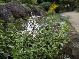 里山ガーデンで咲いていたお花です