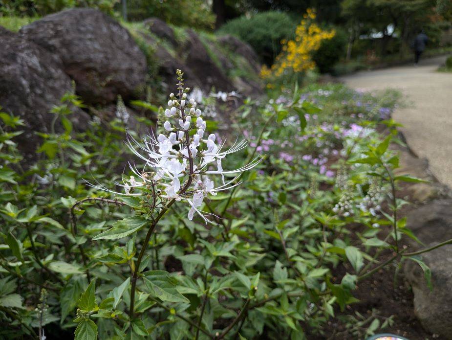 里山ガーデンで咲いていたお花ですの写真