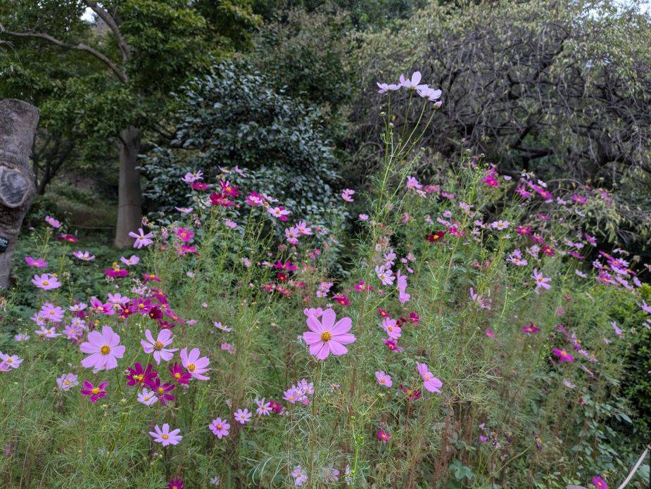 コスモスが咲いていますの写真