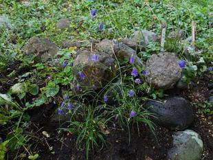 イワシャジンが咲いています