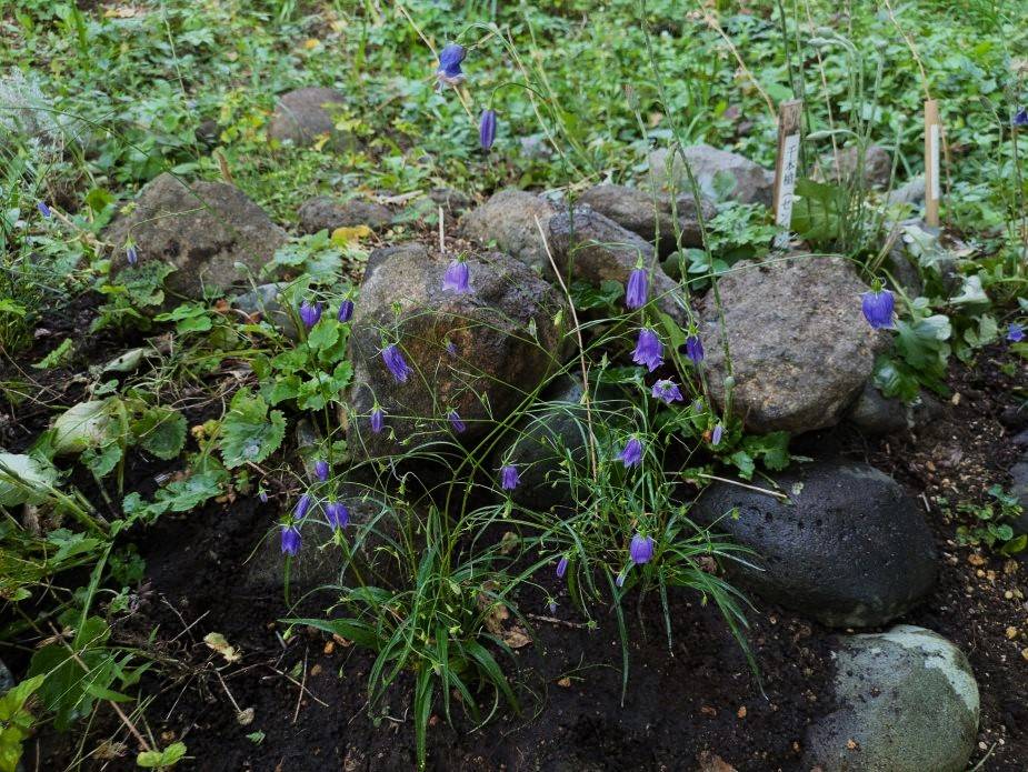 イワシャジンが咲いていますの写真