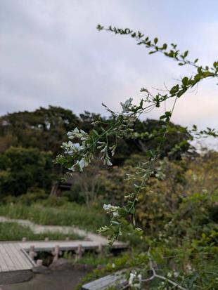 白いハギが咲いています