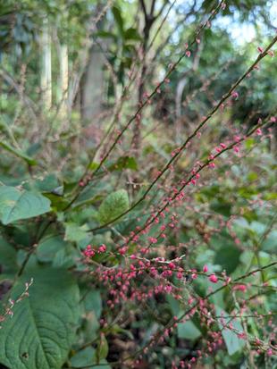 ミズヒキが咲いています