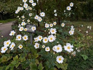 シュウメイギクが咲いています