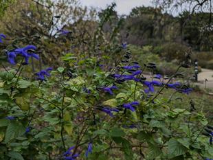 サルビアの仲間のお花が咲いています