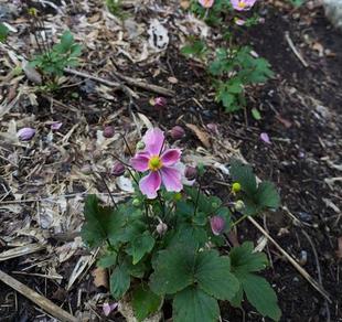 桃色のシュウメイギクが咲き始めました