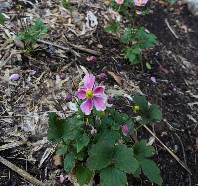 桃色のシュウメイギクが咲き始めましたの写真