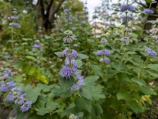 ダンギクが咲いています