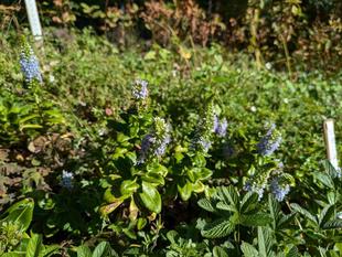 ハマトラノオが咲いています