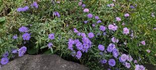 クジャクアスターが咲いています