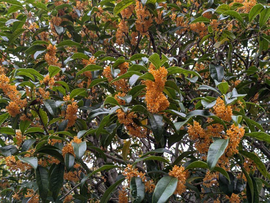 キンモクセイが咲いていますの写真