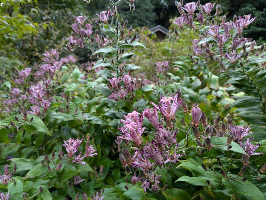 ホトトギスが咲いていますの写真