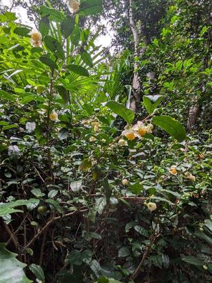 チャノキのお花が咲いています
