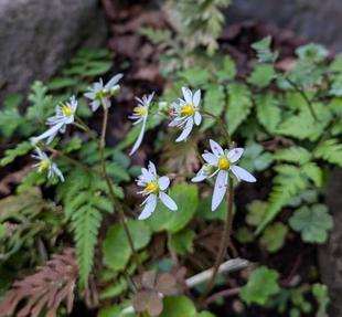 ダイモンジソウが咲いています