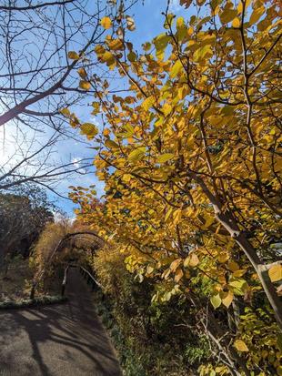 トサミズキの葉が色づいています