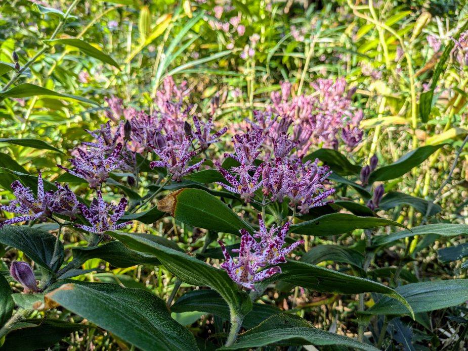 竹林のホトトギスもきれいですの写真