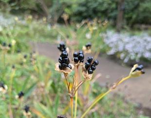 ぬばたまの黒がきれいです