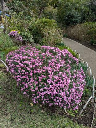 コギクが見頃です