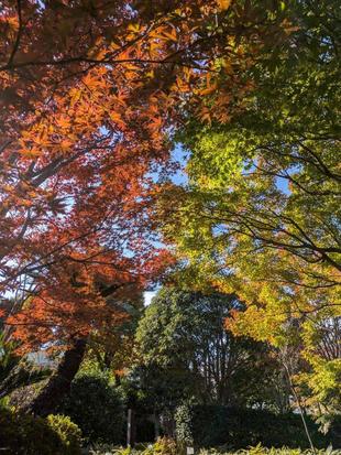 モミジが色づいてきています