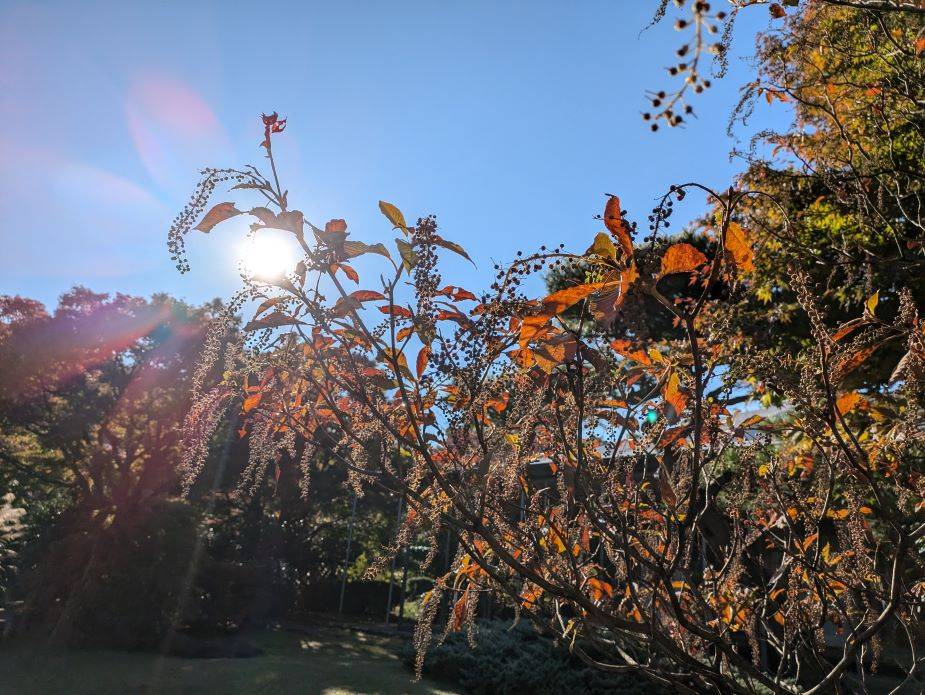 リョウブの木がきれいですの写真