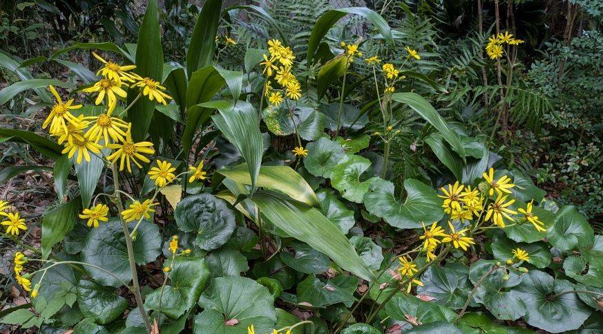 ツワブキのお花が咲き始めていますの写真