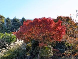 茶室前の紅葉の様子です