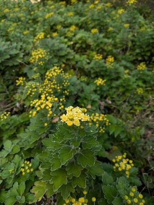 イソギクが咲き始めています