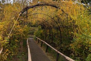 紅葉、黄葉が始まっています