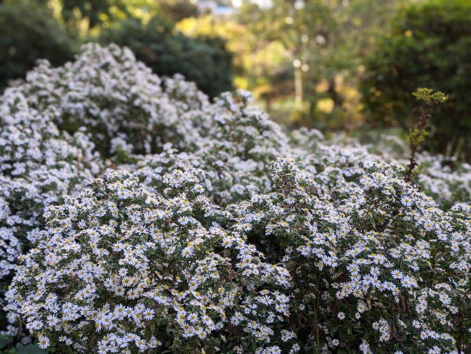 ヨメナがきれいですの写真