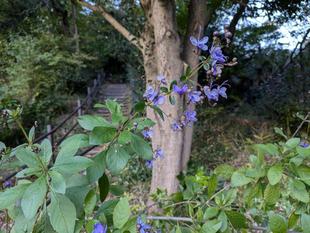 ブルーバタフライが咲いています