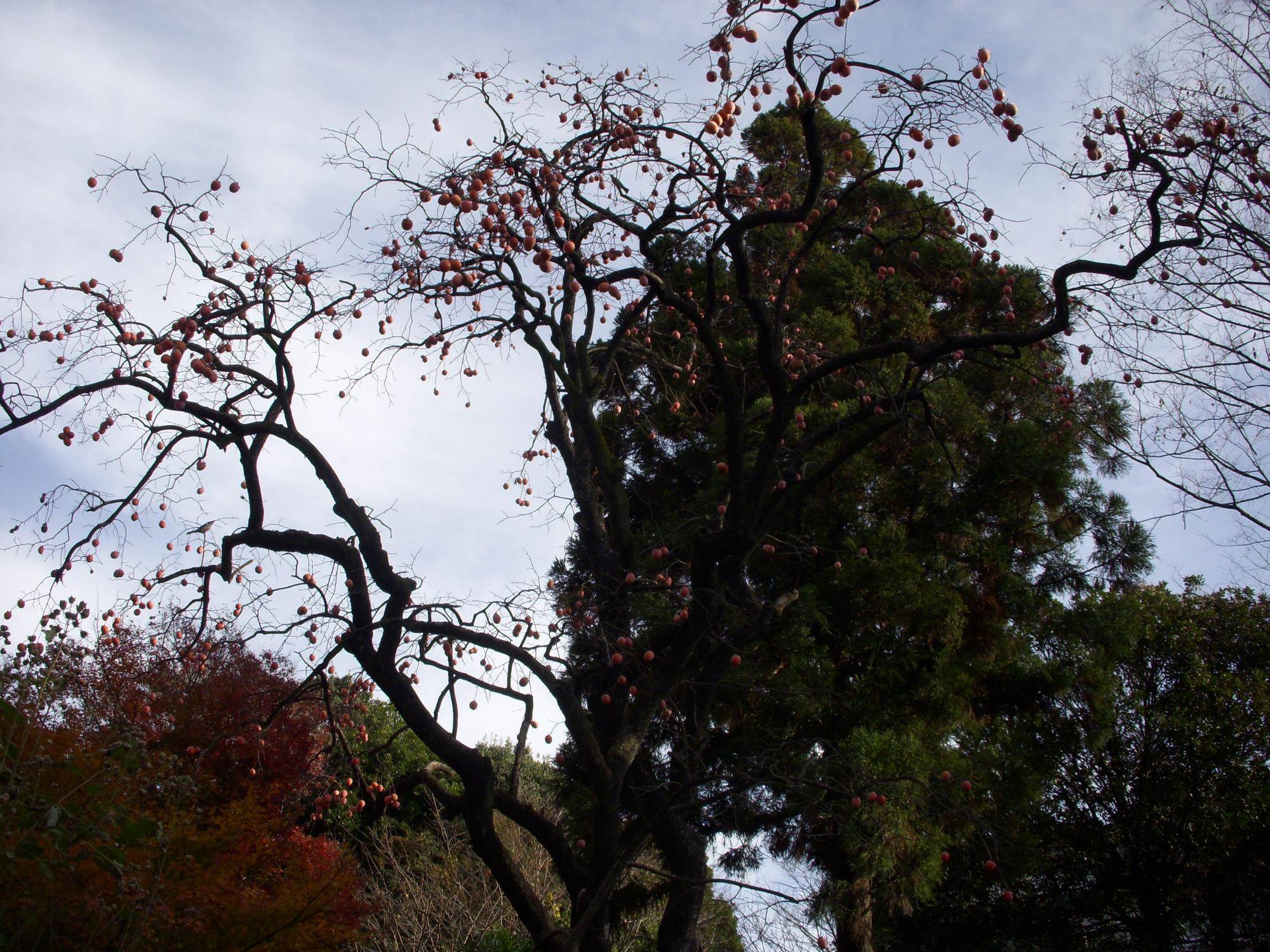 カキ（柿）の写真