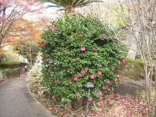 サザンカ(山茶花)